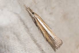 Attēlu rezultāti vaicājumam “Agriphila selasella”