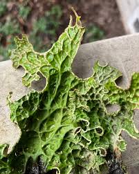 Attēlu rezultāti vaicājumam “Lobaria pulmonaria”