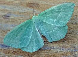 Attēlu rezultāti vaicājumam “Geometra papilionaria”