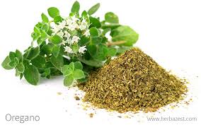 Image result for Oregano