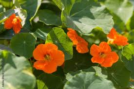 Attēlu rezultāti vaicājumam “Tropaeolaceae”