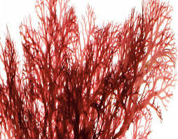 Attēlu rezultāti vaicājumam “Gymnostomum calcareum”