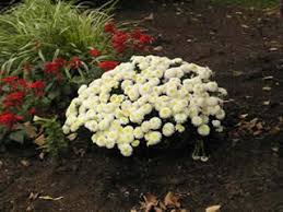 Image result for Chrysanthemum ptarmiciflorum