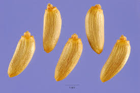 Attēlu rezultāti vaicājumam “Carduus crispus”