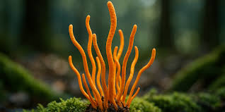 Attēlu rezultāti vaicājumam “Cordyceps stylophora”