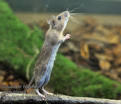 Attēlu rezultāti vaicājumam “Apodemus flavicollis”