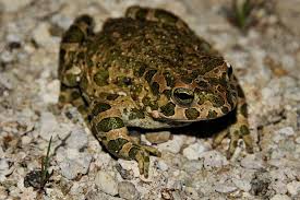 Attēlu rezultāti vaicājumam “Pseudepidalea viridis adult”