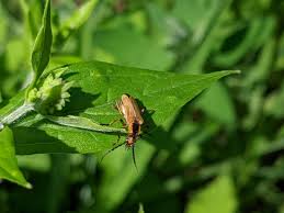 Attēlu rezultāti vaicājumam “Cantharis figurata”