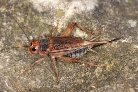 Attēlu rezultāti vaicājumam “Gryllus domesticus”