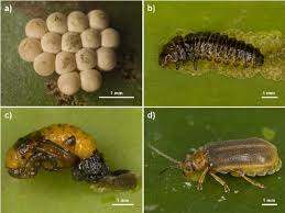 Attēlu rezultāti vaicājumam “Galerucella nymphaeae”