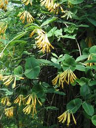 Attēlu rezultāti vaicājumam “Lonicera caerulea var. pallasii flower”