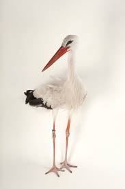 Attēlu rezultāti vaicājumam “Ciconia ciconia”