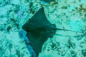 Image result for Myliobatis aquila