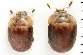 Attēlu rezultāti vaicājumam “Cychramus variegatus”