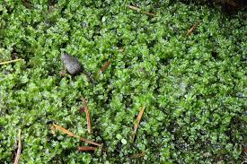 Attēlu rezultāti vaicājumam “Chiloscyphus pallescens”