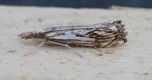 Attēlu rezultāti vaicājumam “Catoptria falsella”