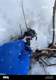 Attēlu rezultāti vaicājumam “Aulacidea hieracii”