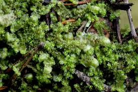 Attēlu rezultāti vaicājumam “Lophozia ascendens”