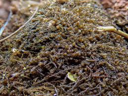 Attēlu rezultāti vaicājumam “Cephaloziella elachista”