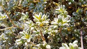 Attēlu rezultāti vaicājumam “Scleranthus perennis flower”
