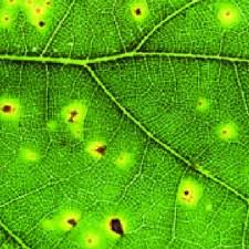 Attēlu rezultāti vaicājumam “Rabdophaga heterobia”