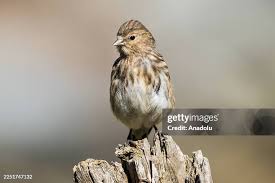 Image result for twite photo