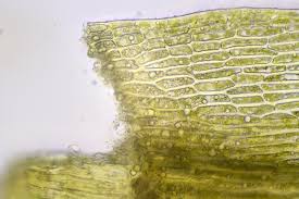 Attēlu rezultāti vaicājumam “Pohlia elongata”