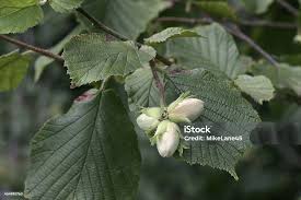 Attēlu rezultāti vaicājumam “Corylus avellana fruit”