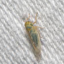 Attēlu rezultāti vaicājumam “Macrosteles sp. imago”