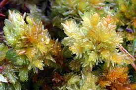 Attēlu rezultāti vaicājumam “Sphagnum tenellum”