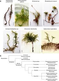 Attēlu rezultāti vaicājumam “Dicranales”