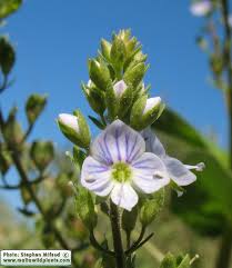 Attēlu rezultāti vaicājumam “Veronica anagallis-aquatica leaf”