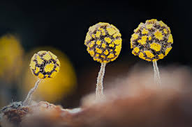 Attēlu rezultāti vaicājumam “Physarum viride var. aurantium”