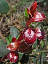 Attēlu rezultāti vaicājumam “Exobasidium splendidum”