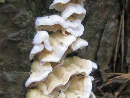 Attēlu rezultāti vaicājumam “Skeletocutis amorpha”