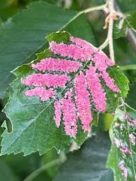 Attēlu rezultāti vaicājumam “Acalitus longisetosus”