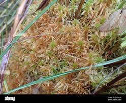 Attēlu rezultāti vaicājumam “Sphagnum teres”