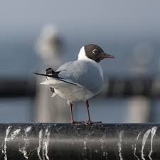 Attēlu rezultāti vaicājumam “Larus ridibundus”