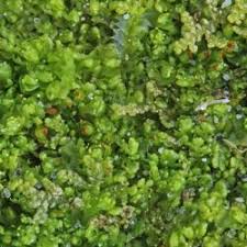 Attēlu rezultāti vaicājumam “Tritomaria exsectiformis”