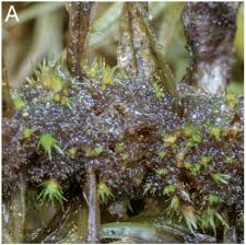 Attēlu rezultāti vaicājumam “Dicranum polysetum sporophyte”