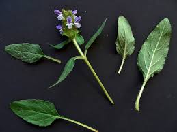Attēlu rezultāti vaicājumam “Prunella vulgaris leaf”