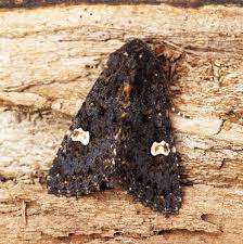 Attēlu rezultāti vaicājumam “Melanchra persicariae larva”