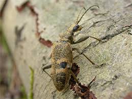 Attēlu rezultāti vaicājumam “Rhagium mordax”