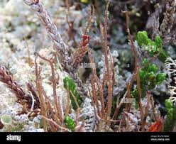Attēlu rezultāti vaicājumam “Cladonia cornuta”