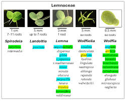 Attēlu rezultāti vaicājumam “Spirodela polyrhiza”