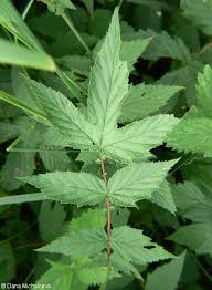 Image result for Filipendula ulmaria