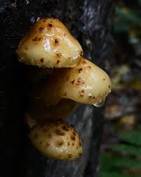 Attēlu rezultāti vaicājumam “Pholiota aurivella”