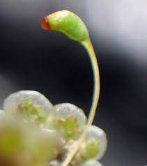 Attēlu rezultāti vaicājumam “Funaria hygrometrica”