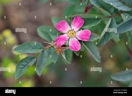 Attēlu rezultāti vaicājumam “Rosa glauca leaf”