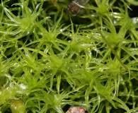 Attēlu rezultāti vaicājumam “Paraleucobryum longifolium”